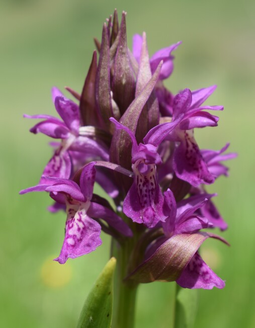 Il posto delle Orchis spitzelii (e non solo...)