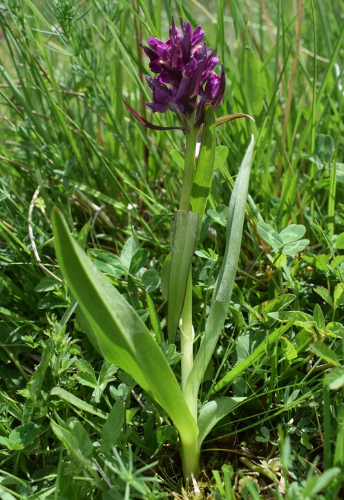 Il posto delle Orchis spitzelii (e non solo...)