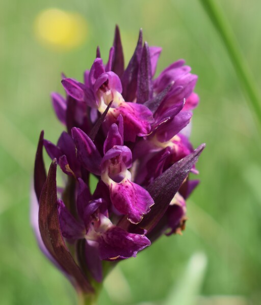 Il posto delle Orchis spitzelii (e non solo...)