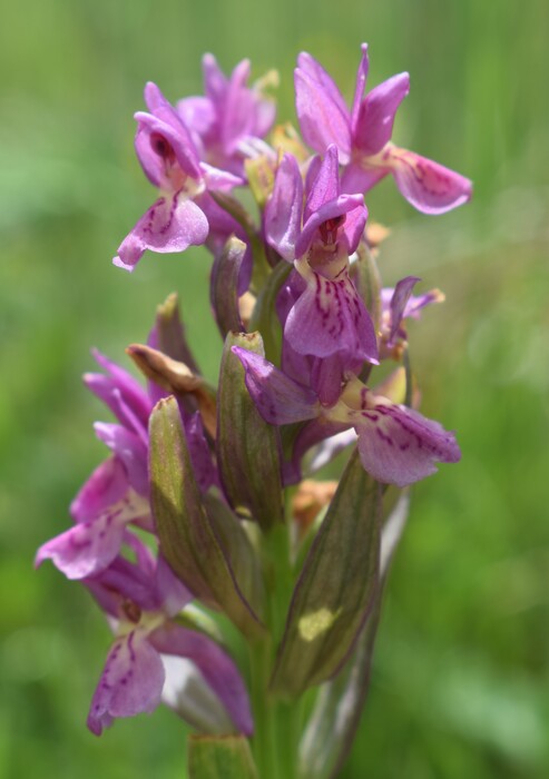 Il posto delle Orchis spitzelii (e non solo...)