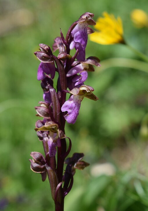 Orchis spitzelii nelle Alpi di Ledro (Trentino-Alto Adige)