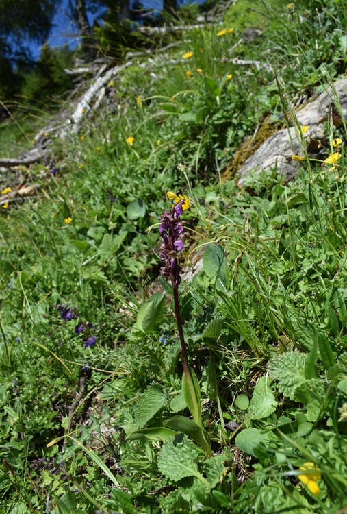 Orchis spitzelii nelle Alpi di Ledro (Trentino-Alto Adige)