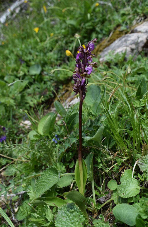 Orchis spitzelii nelle Alpi di Ledro (Trentino-Alto Adige)
