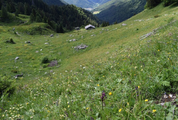 Orchis spitzelii nelle Alpi di Ledro (Trentino-Alto Adige)