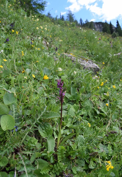 Orchis spitzelii nelle Alpi di Ledro (Trentino-Alto Adige)