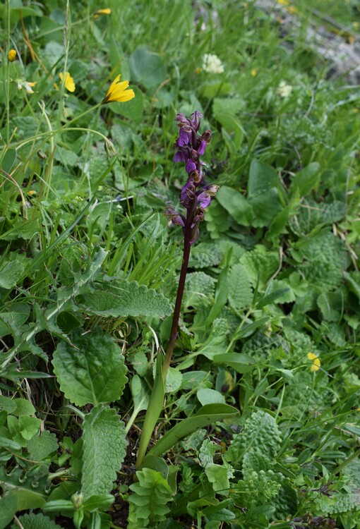 Orchis spitzelii nelle Alpi di Ledro (Trentino-Alto Adige)