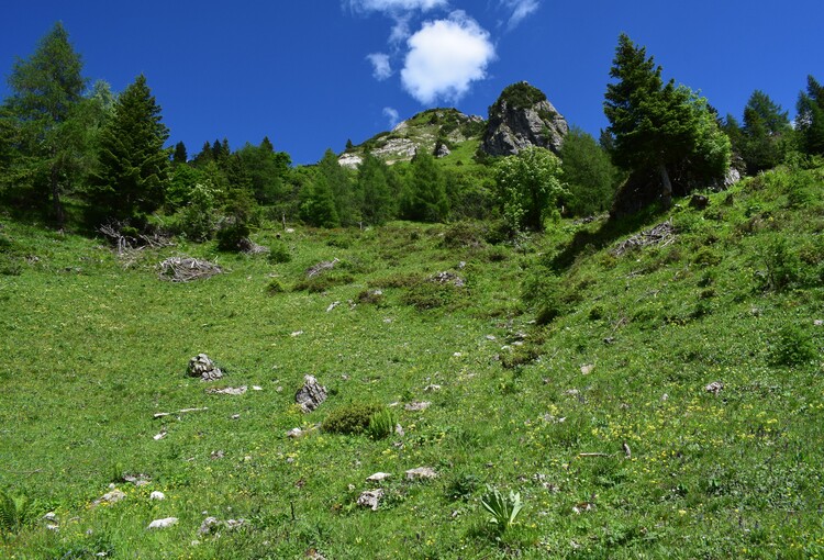 Orchis spitzelii nelle Alpi di Ledro (Trentino-Alto Adige)