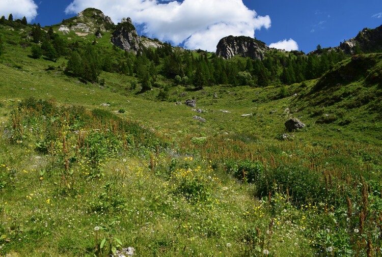 Orchis spitzelii nelle Alpi di Ledro (Trentino-Alto Adige)