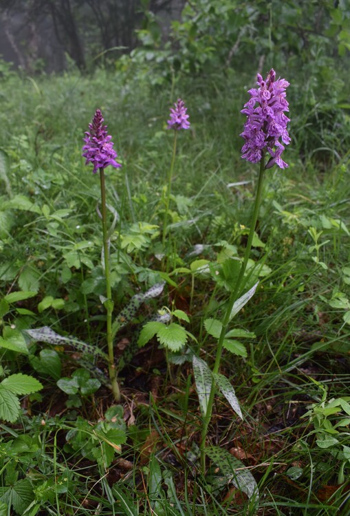 Dactylorhiza influenza (Appennino Piacentino)