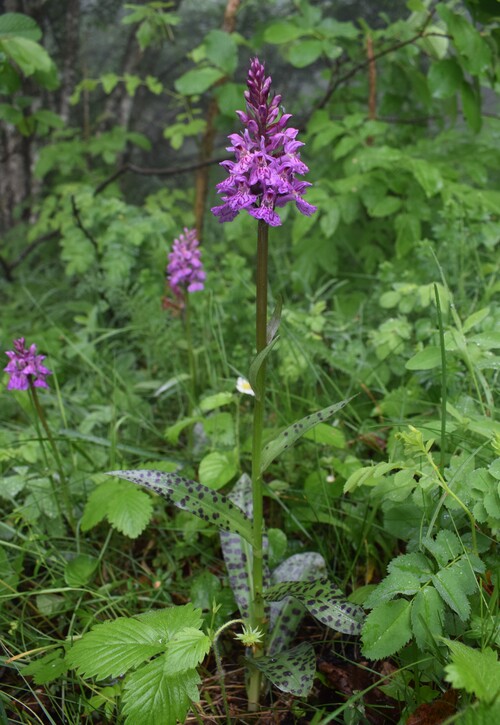 Dactylorhiza influenza (Appennino Piacentino)