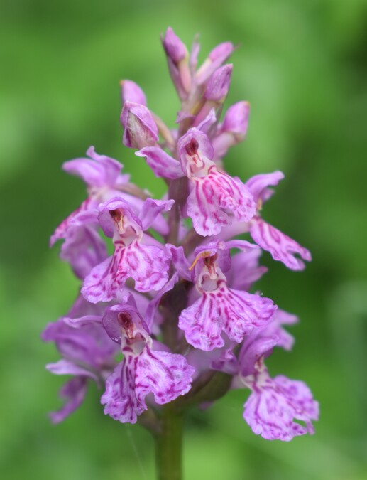 Dactylorhiza influenza (Appennino Piacentino)