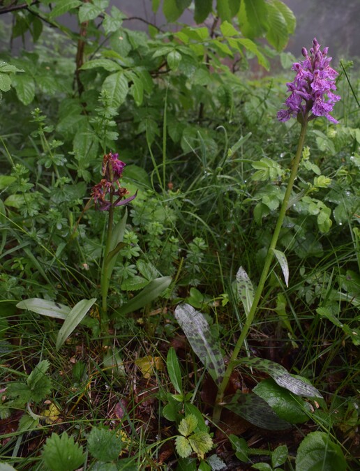 Dactylorhiza influenza (Appennino Piacentino)