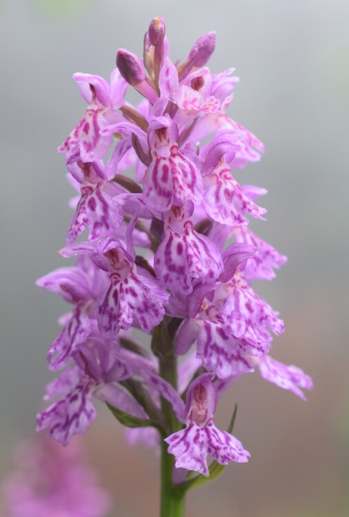 Dactylorhiza influenza (Appennino Piacentino)