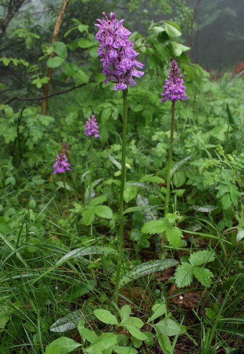 Dactylorhiza influenza (Appennino Piacentino)