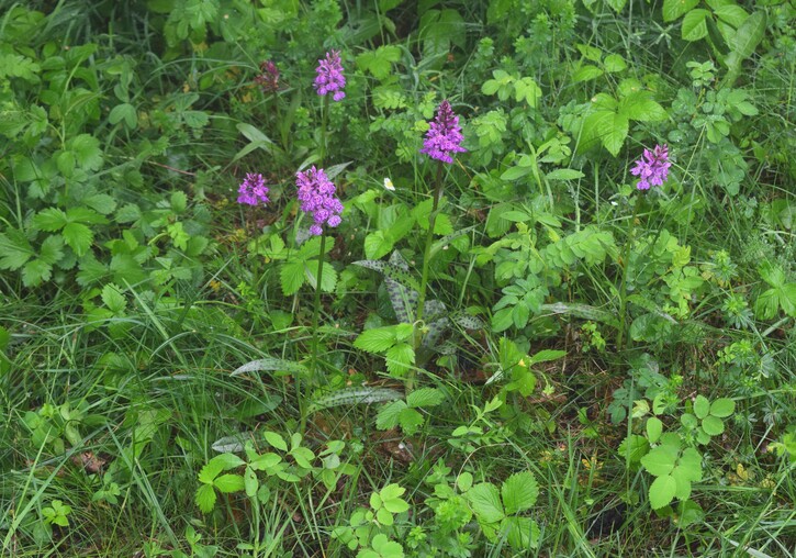 Dactylorhiza influenza (Appennino Piacentino)