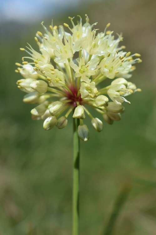 Che pianta ? Allium victorialis da confermare