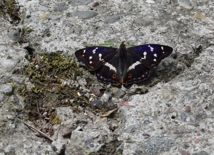 Quale farfalla?  Apatura iris forma scura (Nymphalidae), maschio