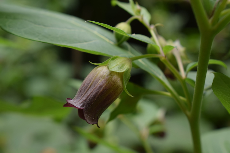 Che pianta ? Atropa bella-donna (Solanaceae)