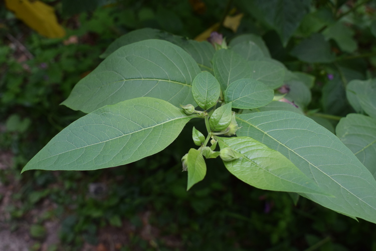 Che pianta ? Atropa bella-donna (Solanaceae)