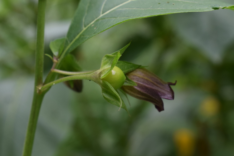 Che pianta ? Atropa bella-donna (Solanaceae)