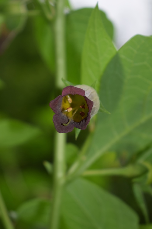 Che pianta ? Atropa bella-donna (Solanaceae)