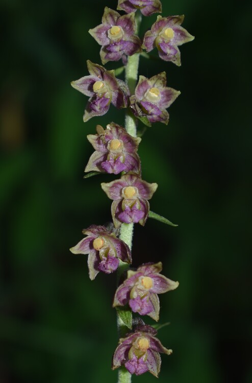 Epipactis atrorubens o ibrido?