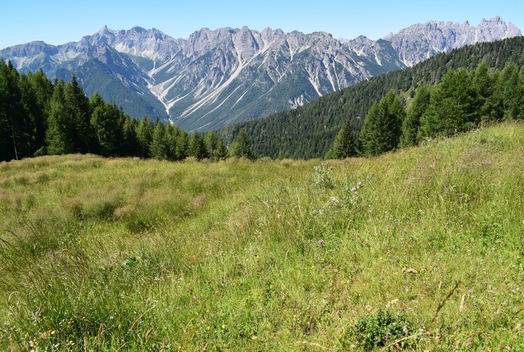 Orchidee stregate (ovvero come ho esplorato il Pian delle Streghe, nelle Alpi Carniche)