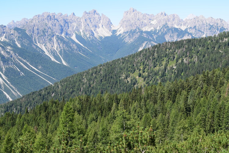 Orchidee stregate (ovvero come ho esplorato il Pian delle Streghe, nelle Alpi Carniche)