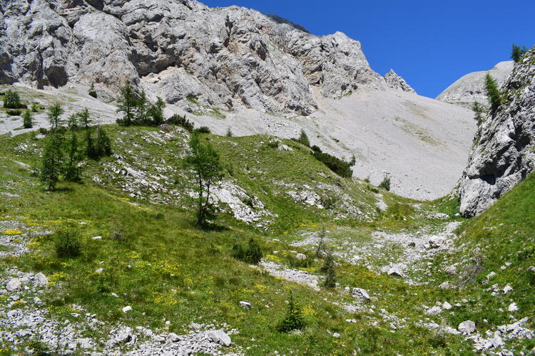 Orchidee stregate (ovvero come ho esplorato il Pian delle Streghe, nelle Alpi Carniche)