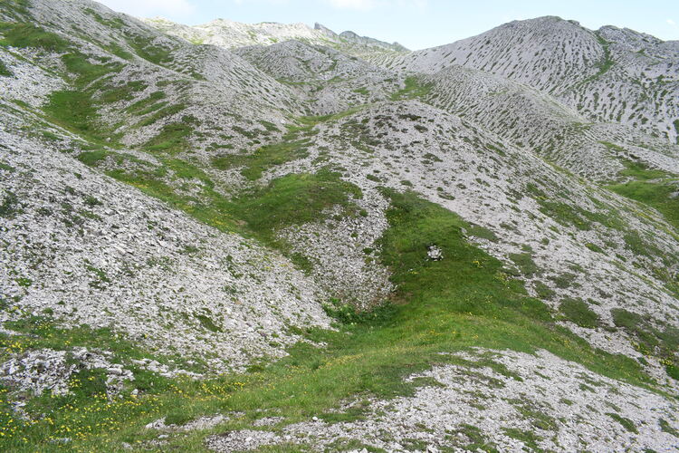 Orchidee stregate (ovvero come ho esplorato il Pian delle Streghe, nelle Alpi Carniche)