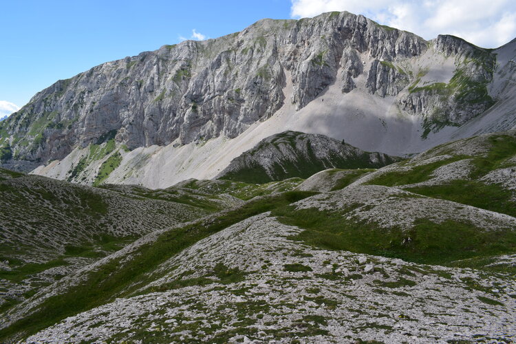 Orchidee stregate (ovvero come ho esplorato il Pian delle Streghe, nelle Alpi Carniche)