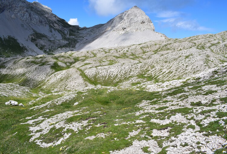 Orchidee stregate (ovvero come ho esplorato il Pian delle Streghe, nelle Alpi Carniche)