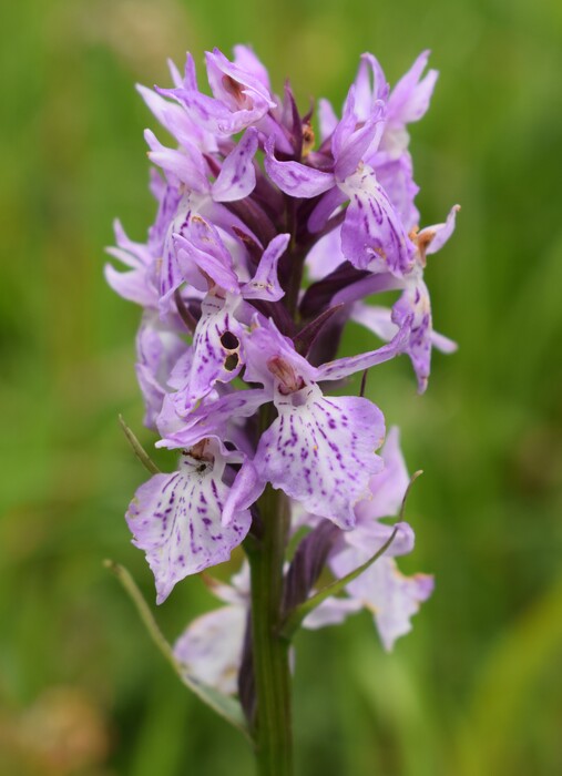 Orchidee stregate (ovvero come ho esplorato il Pian delle Streghe, nelle Alpi Carniche)