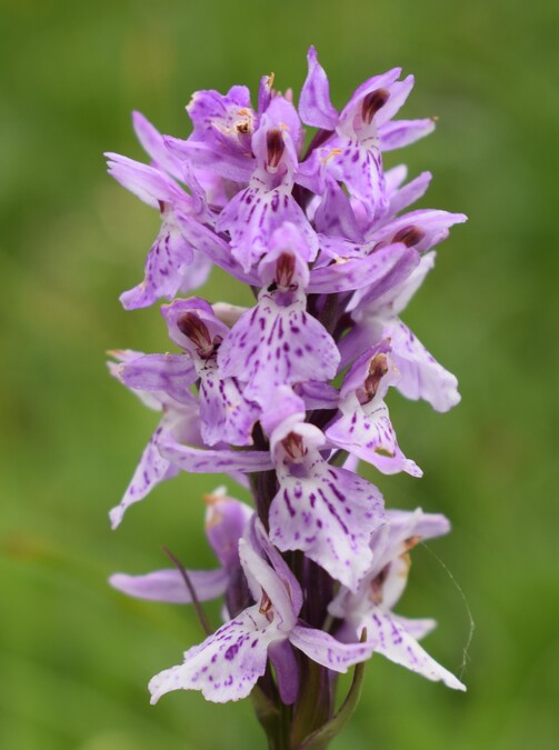 Orchidee stregate (ovvero come ho esplorato il Pian delle Streghe, nelle Alpi Carniche)