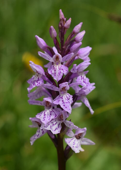 Orchidee stregate (ovvero come ho esplorato il Pian delle Streghe, nelle Alpi Carniche)