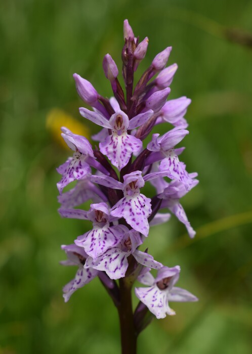 Orchidee stregate (ovvero come ho esplorato il Pian delle Streghe, nelle Alpi Carniche)