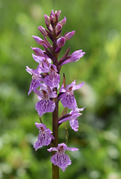 Orchidee stregate (ovvero come ho esplorato il Pian delle Streghe, nelle Alpi Carniche)