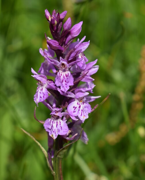 Orchidee stregate (ovvero come ho esplorato il Pian delle Streghe, nelle Alpi Carniche)