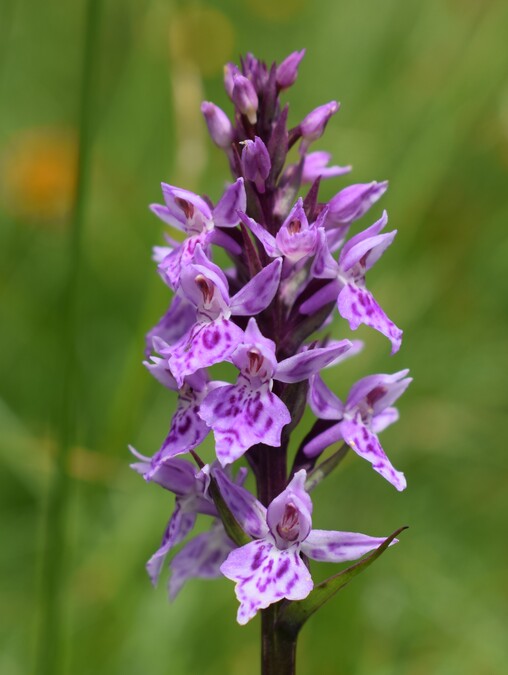 Orchidee stregate (ovvero come ho esplorato il Pian delle Streghe, nelle Alpi Carniche)