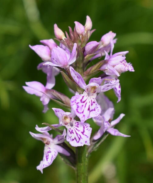 Orchidee stregate (ovvero come ho esplorato il Pian delle Streghe, nelle Alpi Carniche)