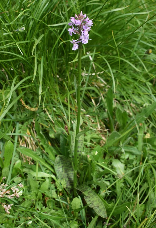 Orchidee stregate (ovvero come ho esplorato il Pian delle Streghe, nelle Alpi Carniche)