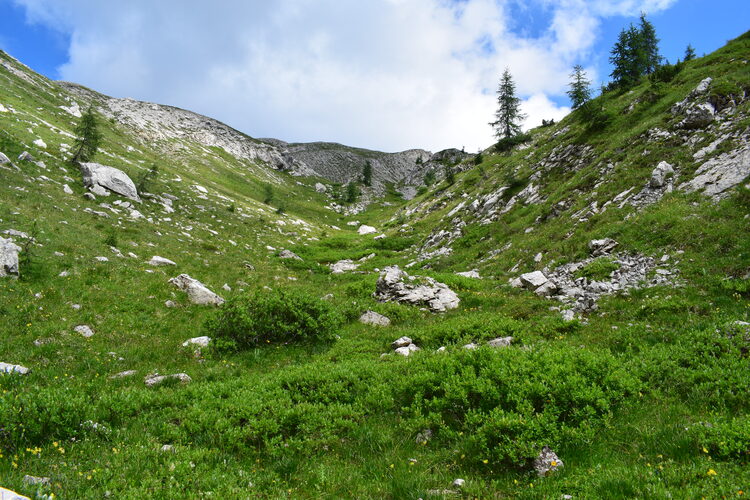 Orchidee stregate (ovvero come ho esplorato il Pian delle Streghe, nelle Alpi Carniche)