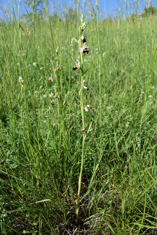 Ophrys tetraloniae?