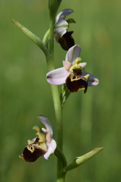 Ophrys tetraloniae?