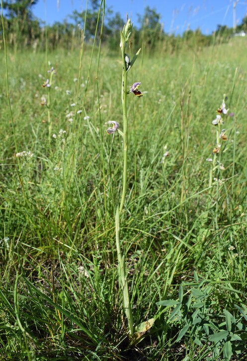 Ophrys tetraloniae?