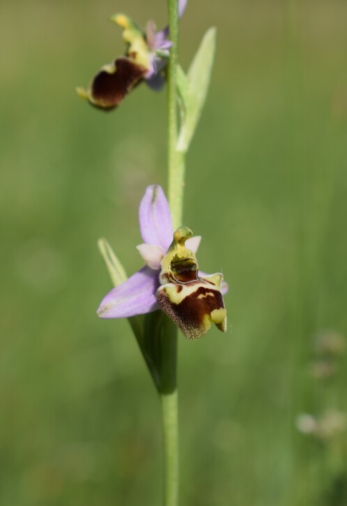 Ophrys tetraloniae?