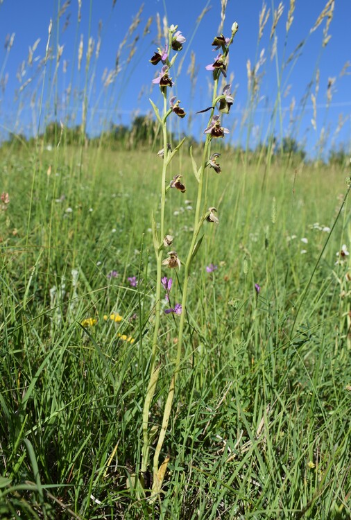 Ophrys tetraloniae?