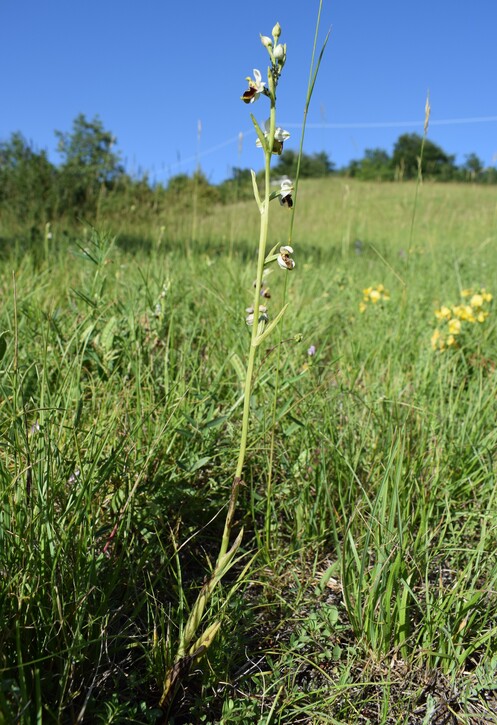 Ophrys tetraloniae?