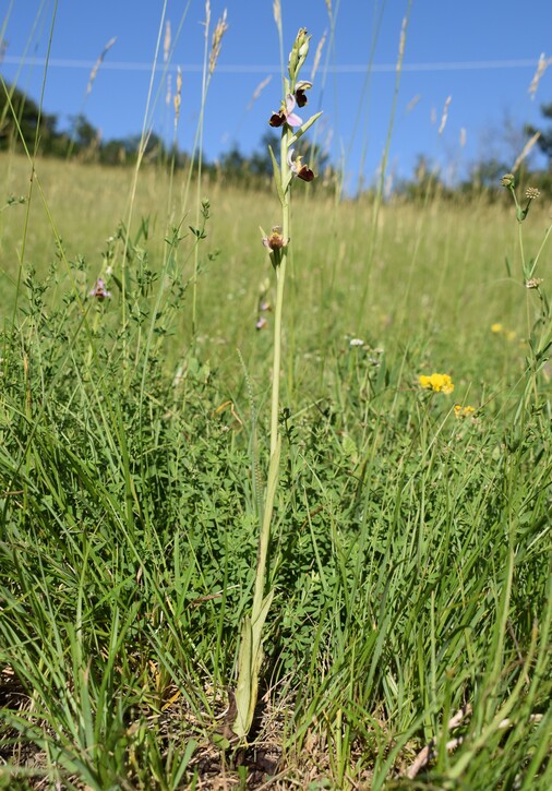 Ophrys tetraloniae?