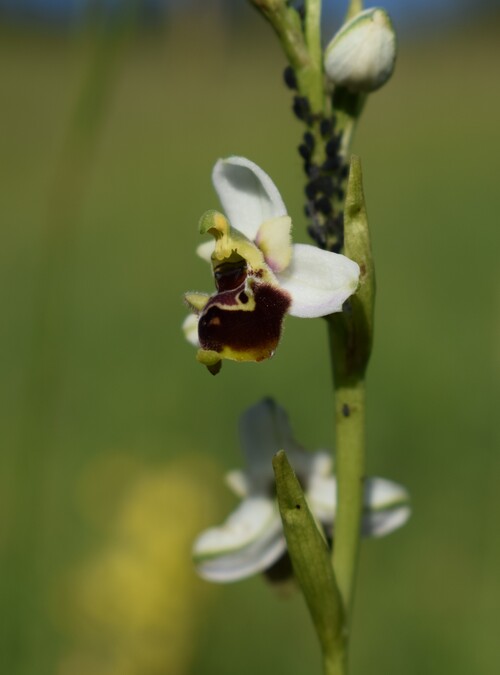 Ophrys tetraloniae?